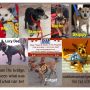 Please adopt your next pet. #CHIHUAHUA #dog #puppy #foster #adopt #shelter #spay #neuter #senior #pet #old #rescue #save #share #bestfriend #friend #friendship