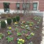 Early garden outside the Science Complex, College of the Holy Cross, Worcester MA. #Spring #gardens #academia #plants