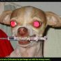 just google 'narcotics dog Boris' and you'll find a great bunch incl. this little fellow cc @boris