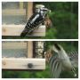 @birdfeeders @BirdsFans @MaineBirder @AKbirder @PenningtonBirds downy woodpecker 